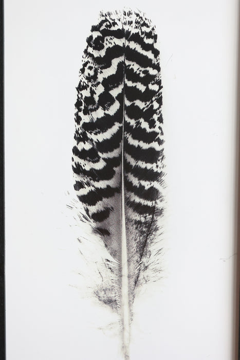 Mynd í ramma fjöður 91 cm