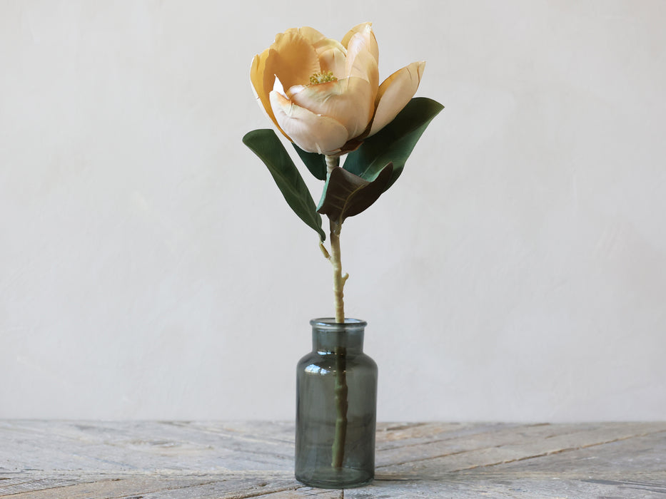 Magnolia blóm