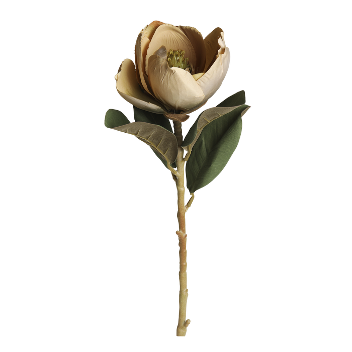 Magnolia blóm