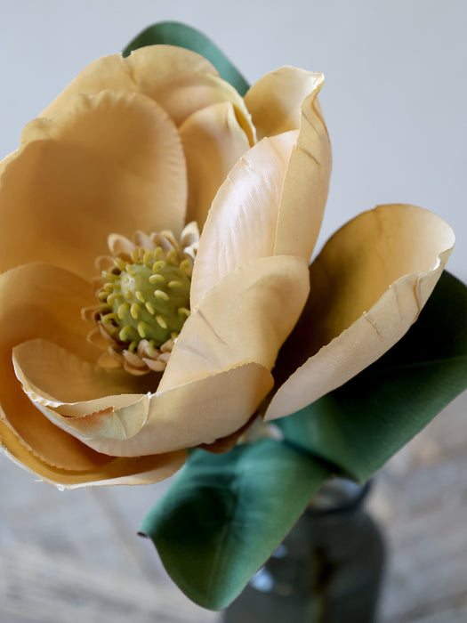 Magnolia blóm