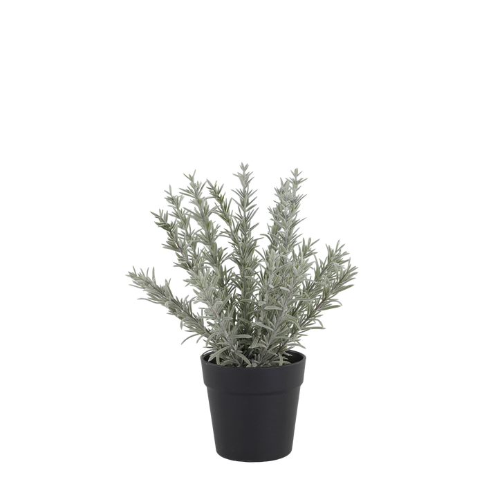 Rósmarínplanta gervi