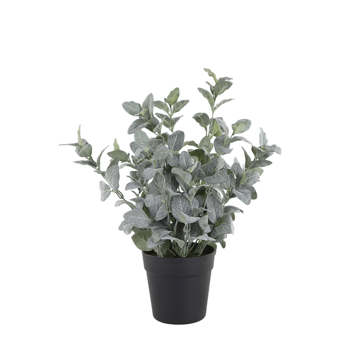 Gerviplanta Salvía