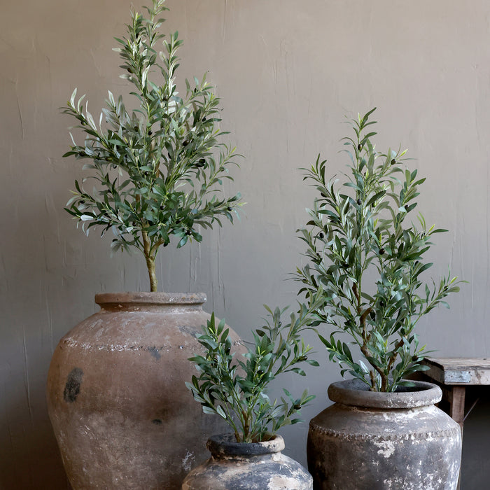 Ólífutré millistærð