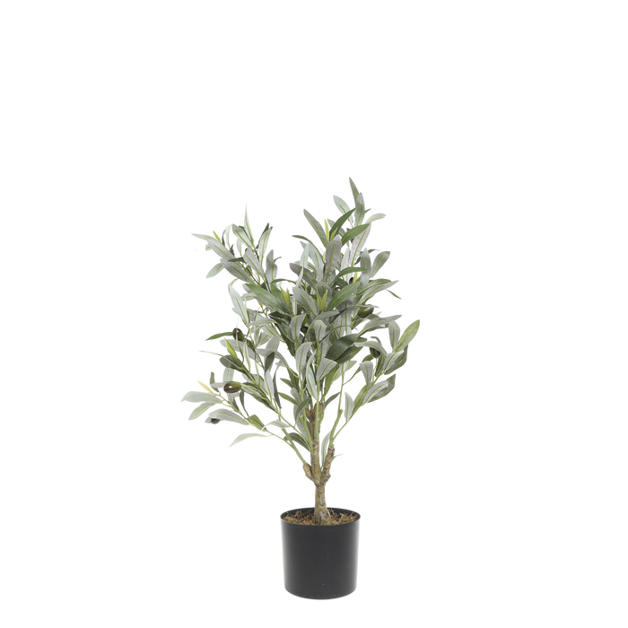 Ólífutré millistærð