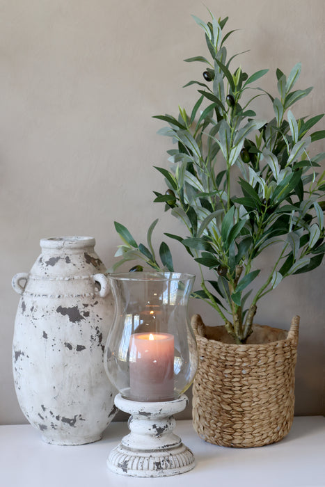 Ólífutré millistærð