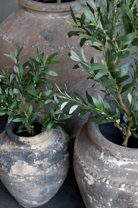 Ólífutré millistærð