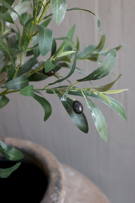 Ólífutré millistærð