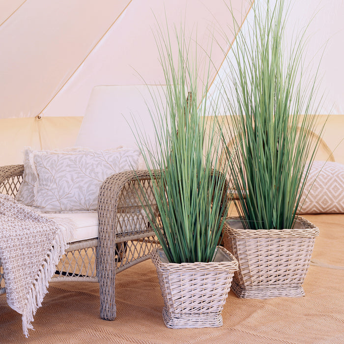 Fleur Reed planta H150cm