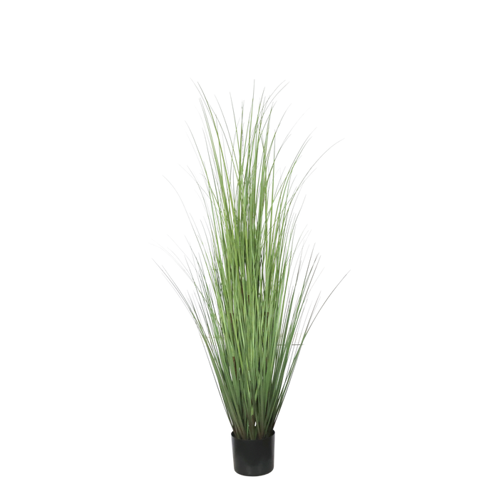 Fleur Reed planta H150cm
