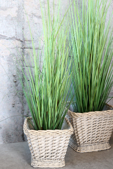 Fleur Reed planta H150cm