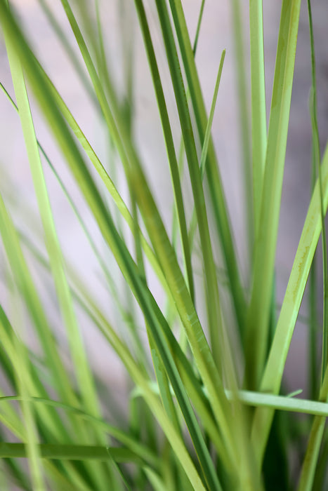 Fleur Reed planta H150cm