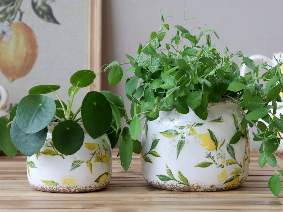 Sítrónupottur miðstærð