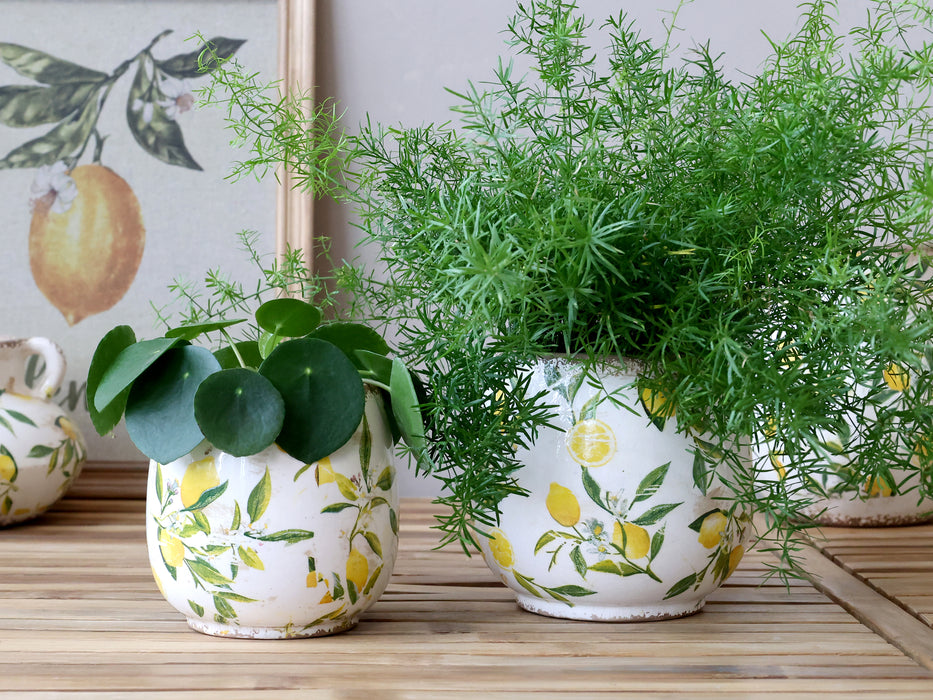 Sítrónupottur minni