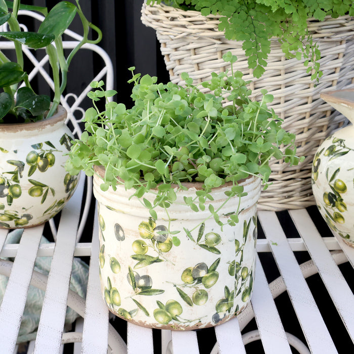 Ólífu blómapottur