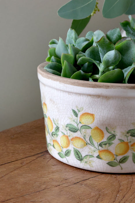 Sítrònupottur Limone