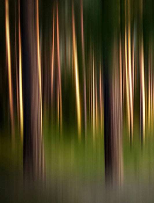 PINE FOREST viðarilmstangir í glerglasi 100 ml